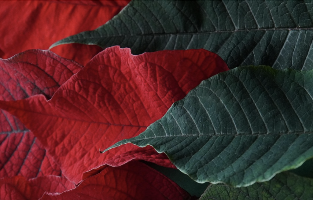 5 อย่างที่คนเข้าใจผิดเกี่ยวกับคริสต์มาส